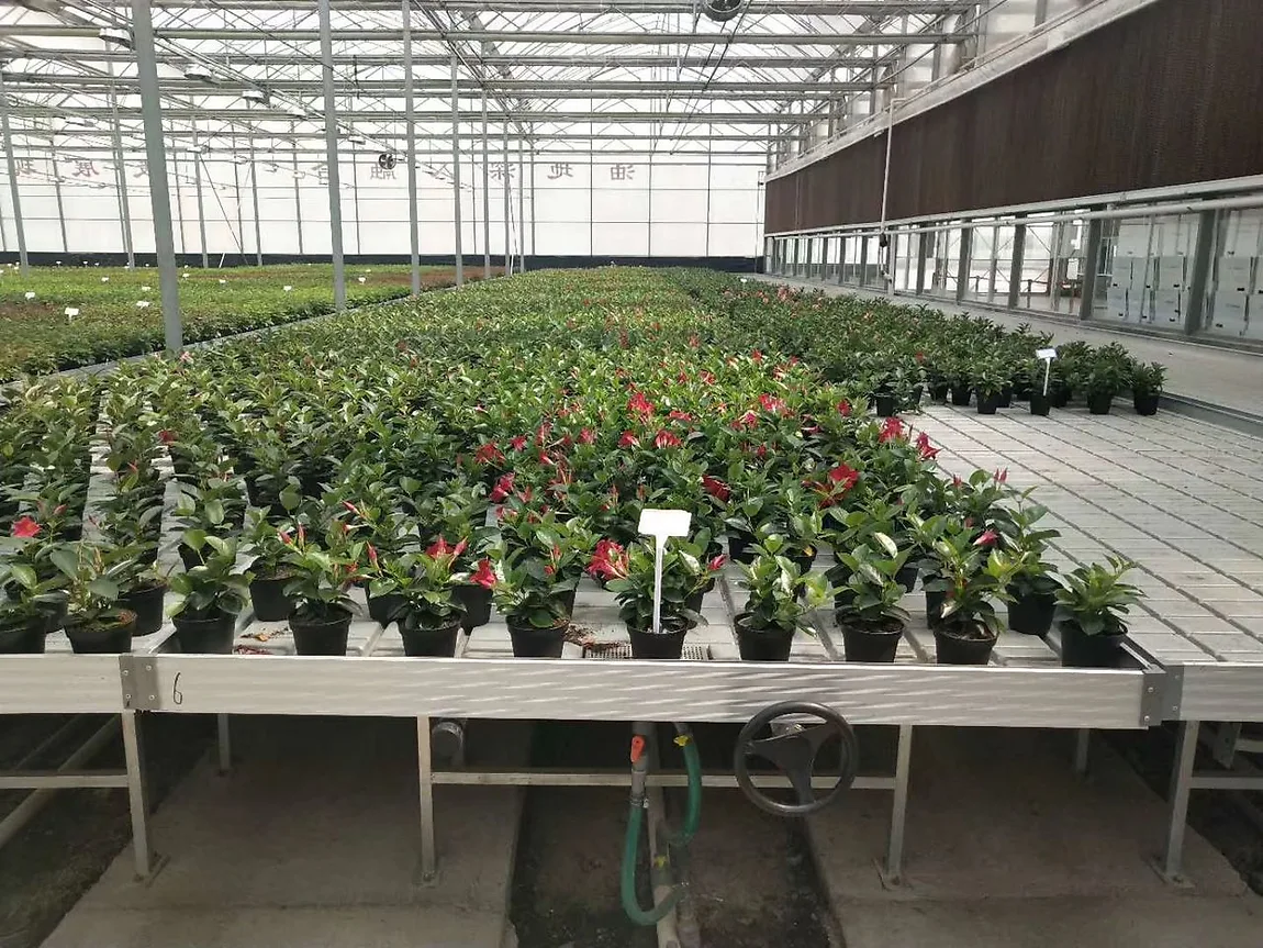 Rolling benches full of potted plants in a greenhouse