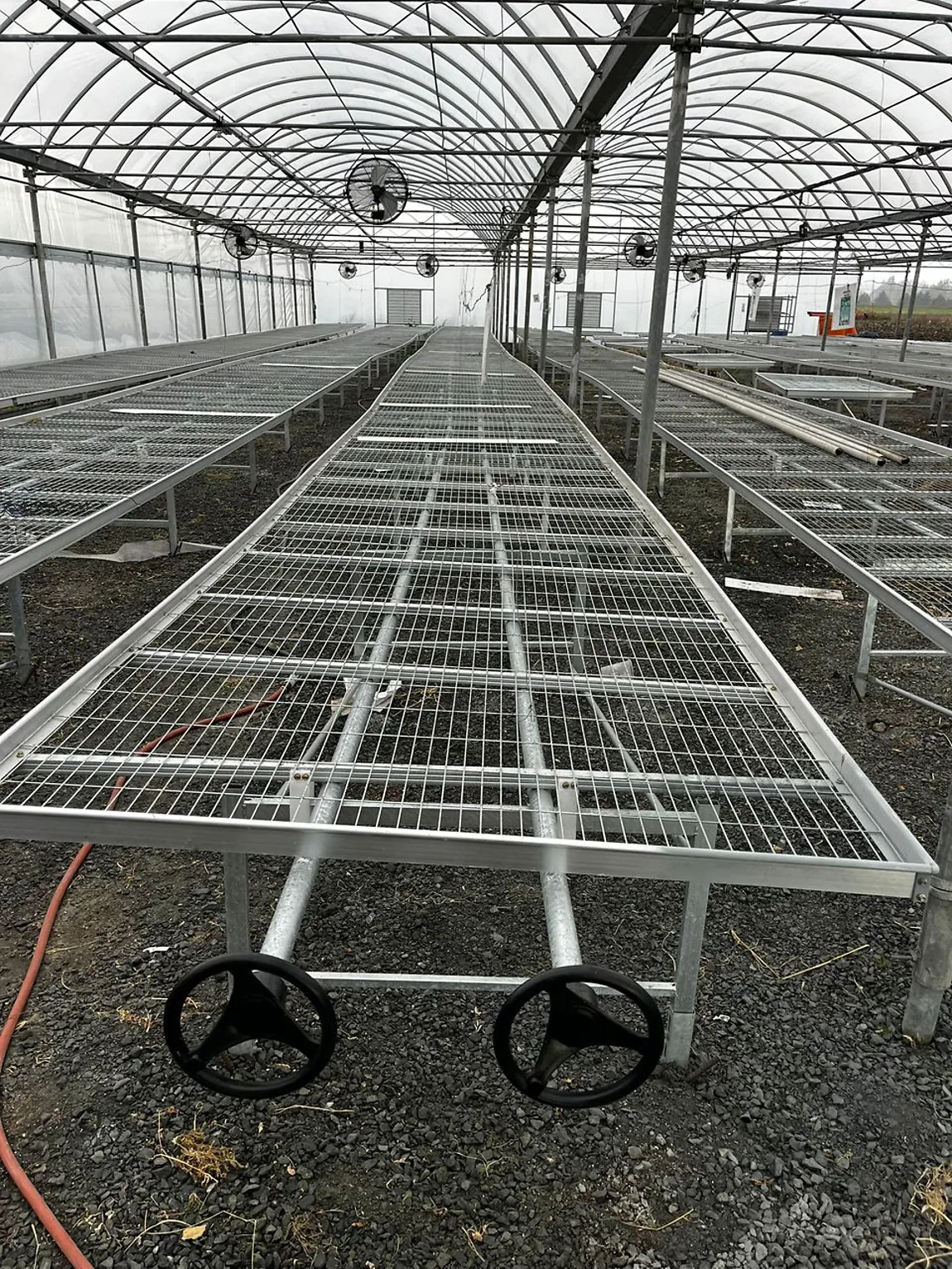 Galvanized mesh rolling benches in a greenhouse