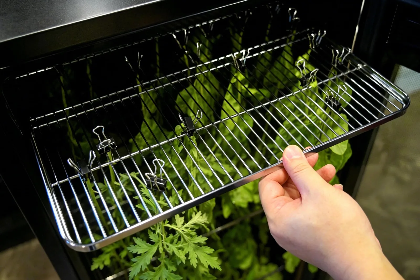 Branches hung on a rack for drying