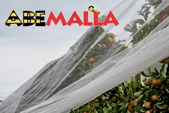 ABEMALLA anti-pollinizer mesh draped over citrus trees