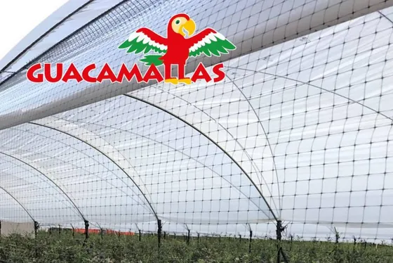 GUACAMALLAS anti-bird netting over a blueberry field