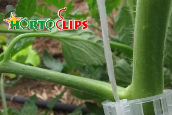 HORTOCLIPS trellis clip fastened to a tomato stem