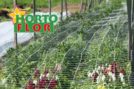 HORTOFLOR flower support net over a cut-flower bed