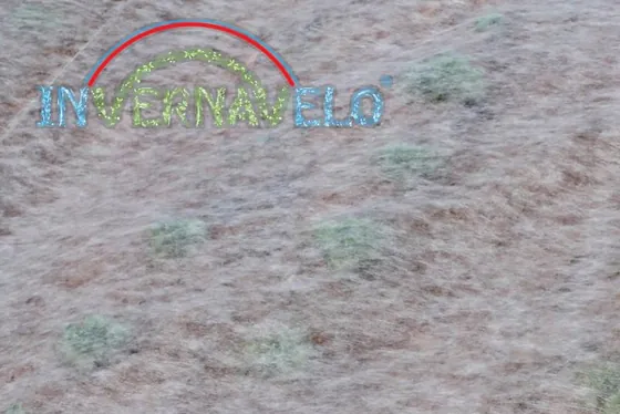 INVERNAVELO non-woven frost blanket laid over a crop