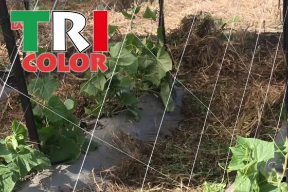 LA TRICOLOR tutoring net supporting a cucumber row