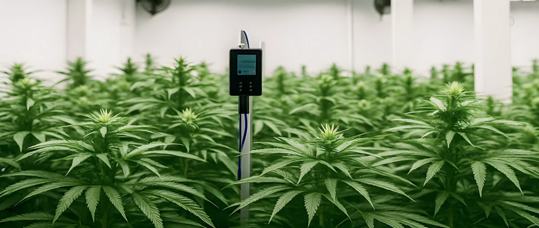 Indoor cannabis cultivation facility with environmental monitoring